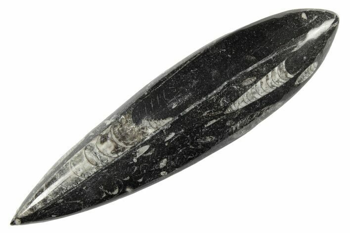 Polished Fossil Orthoceras (Cephalopod) - Morocco #182052